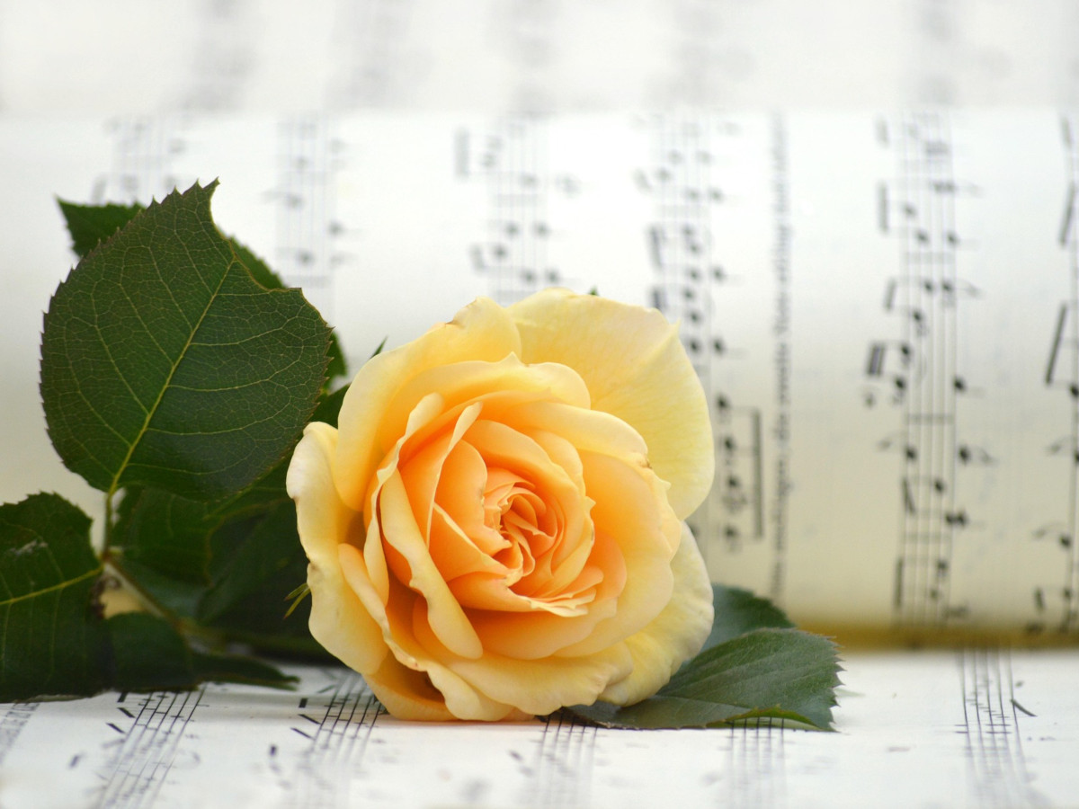 Foto: Pixabay