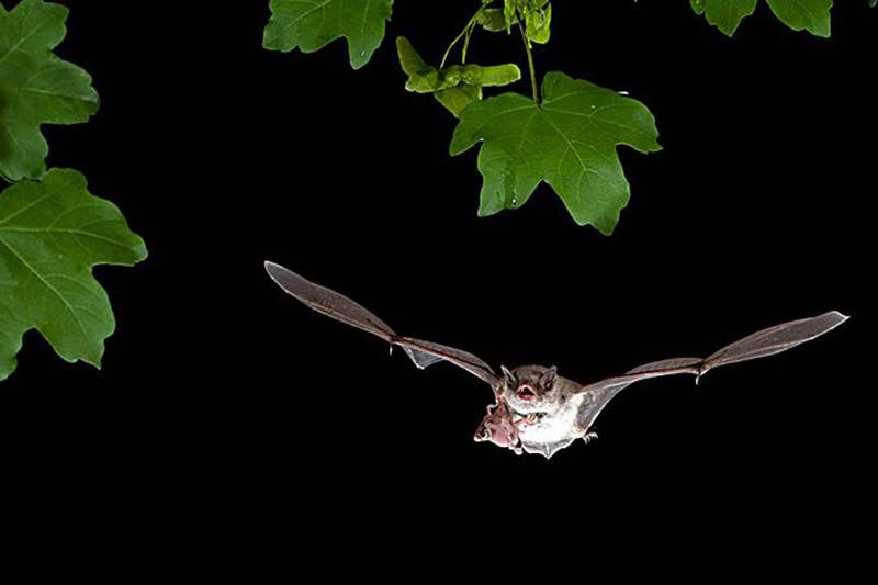 Fledermuse, die Jger der Nacht brauchen Hilfe
