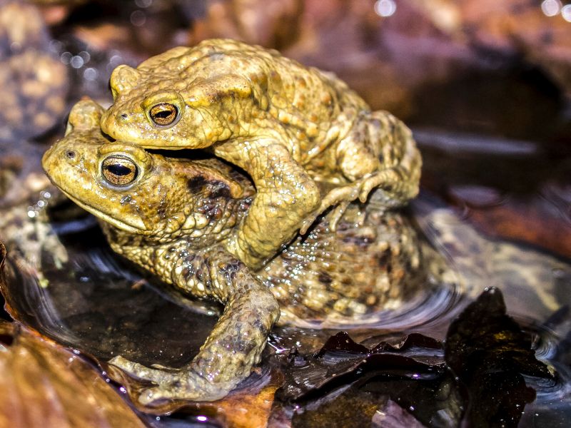 Amphibienwanderung. Foto: Kathy Bscher, NABU Rinteln