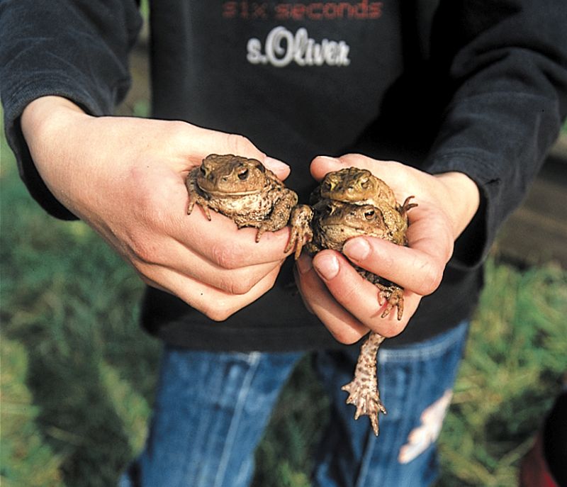 Amphibienrettung vor dem Straentod. Foto: Helge May, NABU