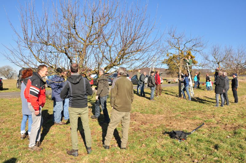 Obstbaumschnittkurs in Herschbach