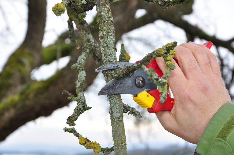 Obstbume fachgerecht schneiden