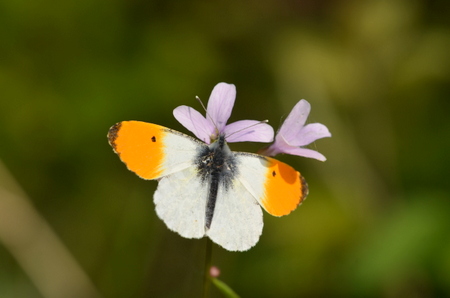 Der Naturschutzbund (NABU) Rhein-Westerwald weist auf die Bedeutung der Weg- und Straenrnder als Rckzugsorte fr teils gefhrdete Tier- und Pflanzenarten hin. (Foto: Heinz Strunk)