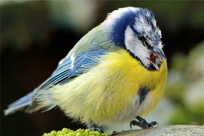 Kranke Blaumeise. Foto: NABU/Otto Schfer