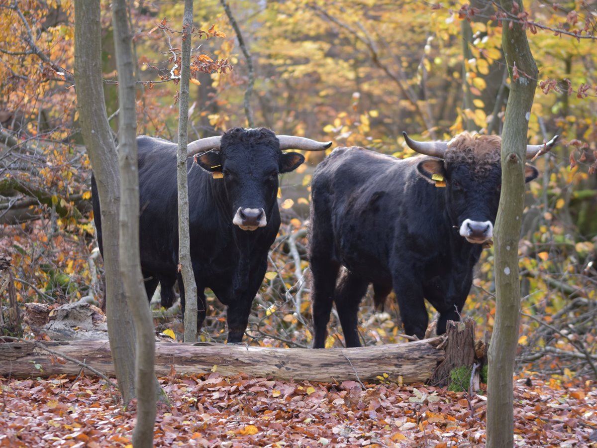 Taunusrinder im Wald (Foto: Heinz Strunk)