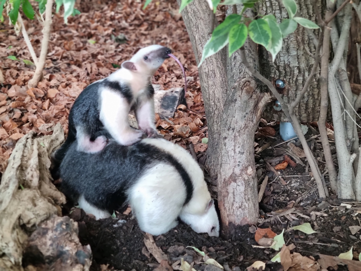 Tamandua Nachwuchs
(Foto: PM)