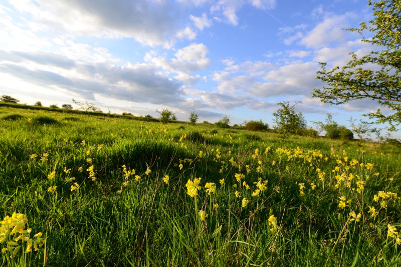 Schlsselblumen in der Wiese. Foto: Harry Neumann/Naturschutzinitiative e.V.