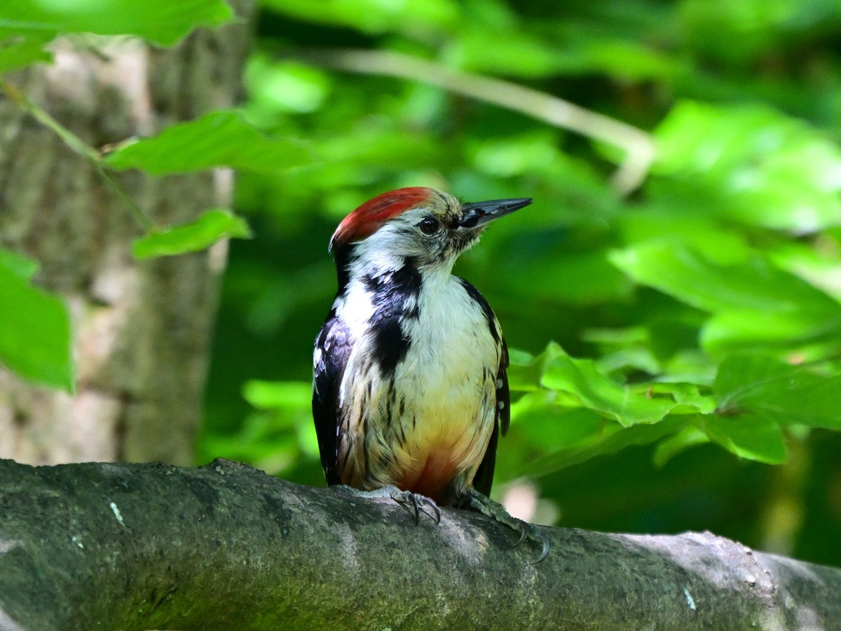 Mittelspecht (Dendrocopos medius), (Foto: Harry Neumann, Naturschutzinitiative e.V. (NI))