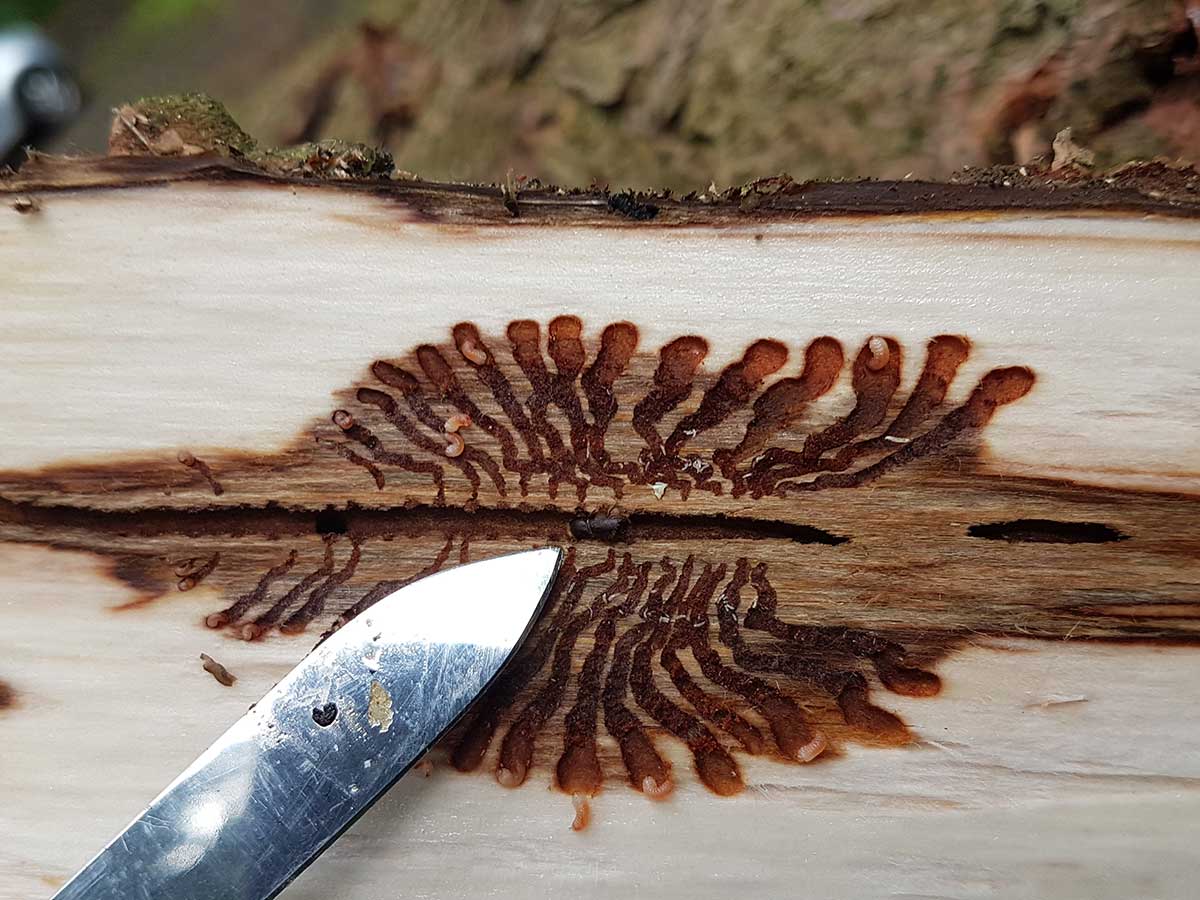 Kleine Kfer - groe Wirkung. Innerhalb weniger Jahre haben die von der Wrme und Trockenheit begnstigten Borkenkfer unsere Wlder verndert. Hier ein knapp 5 Millimeter groer, ausgewachsener Buchdrucker. (Foto: Frank Krause)