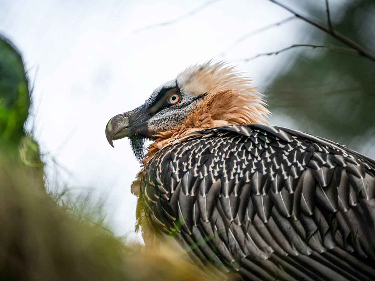 Appell der Zoos: Erhaltung der Artenvielfalt - Zoos spielen Schlsselrolle im Artenschutz