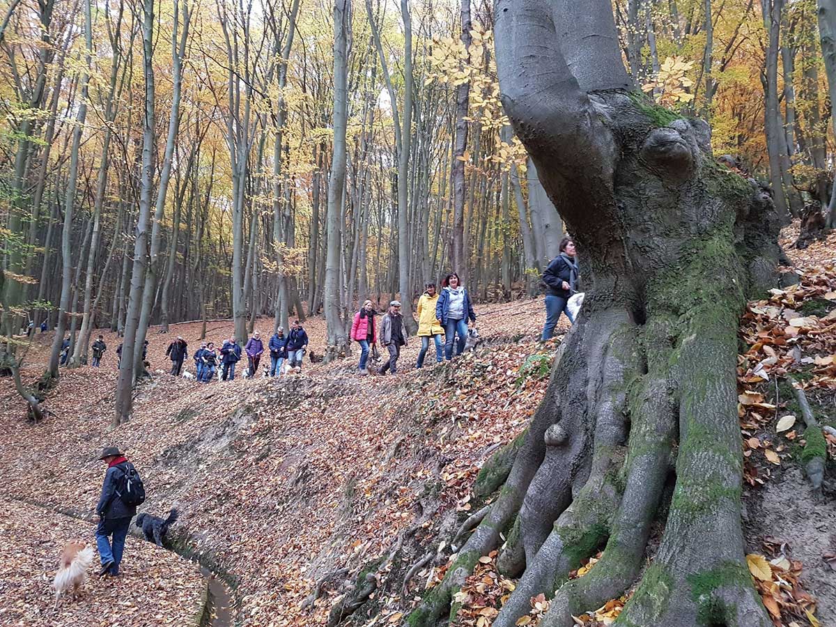 Tierschutz Siebengebirge ldt zur Herbstwanderung fr Mensch mit Hund ein