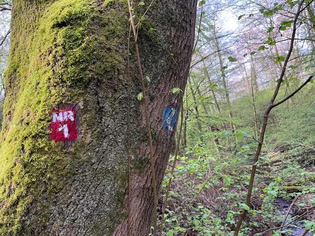 Bedrohlicher Zustand der Bume: Rheinsteig-Wanderweg NR1 in Neuwied vorbergehend gesperrt