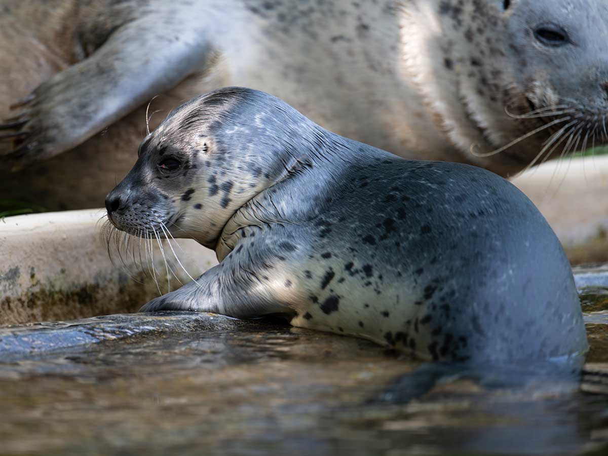 Seehund-Erstzucht im Zoo Neuwied: Ovi, schn, dass du da bist!