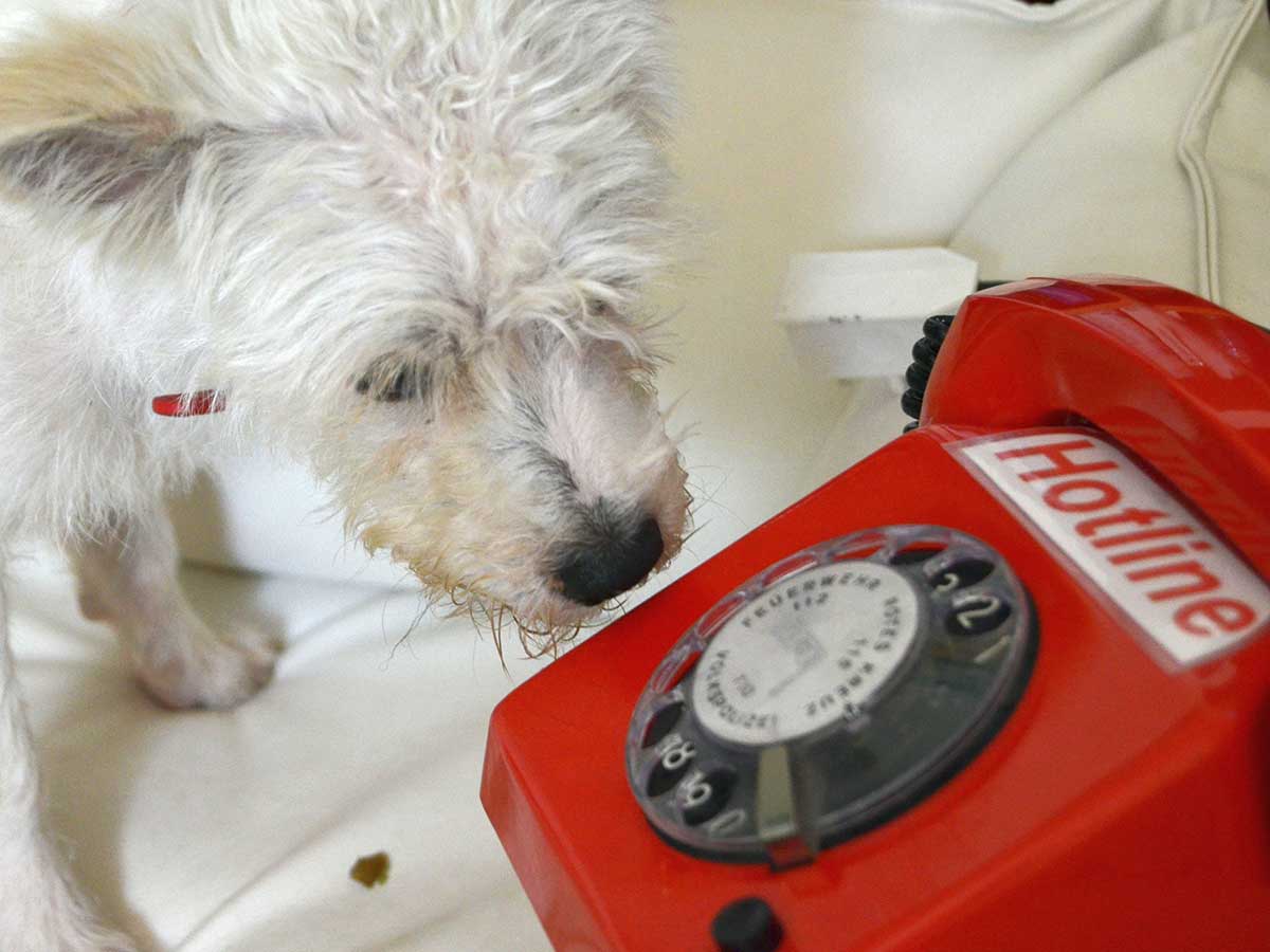 Tglich fr tierische Notflle im Einsatz. (Foto: Tierschutz Siebengebirge, Antje Firmenich)