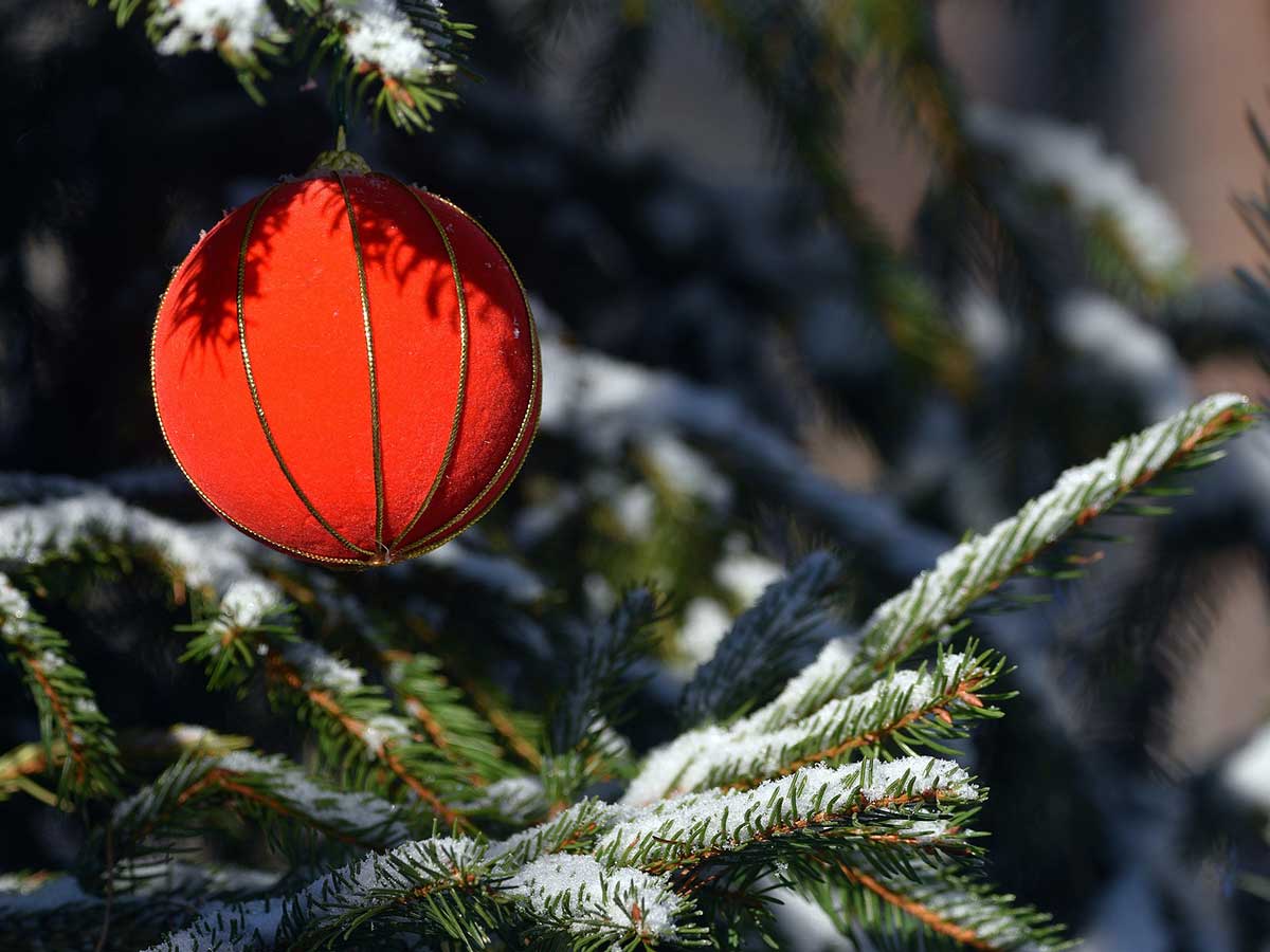 Weihnachtsbaumverkauf im Stadtwald Bad Hnningen