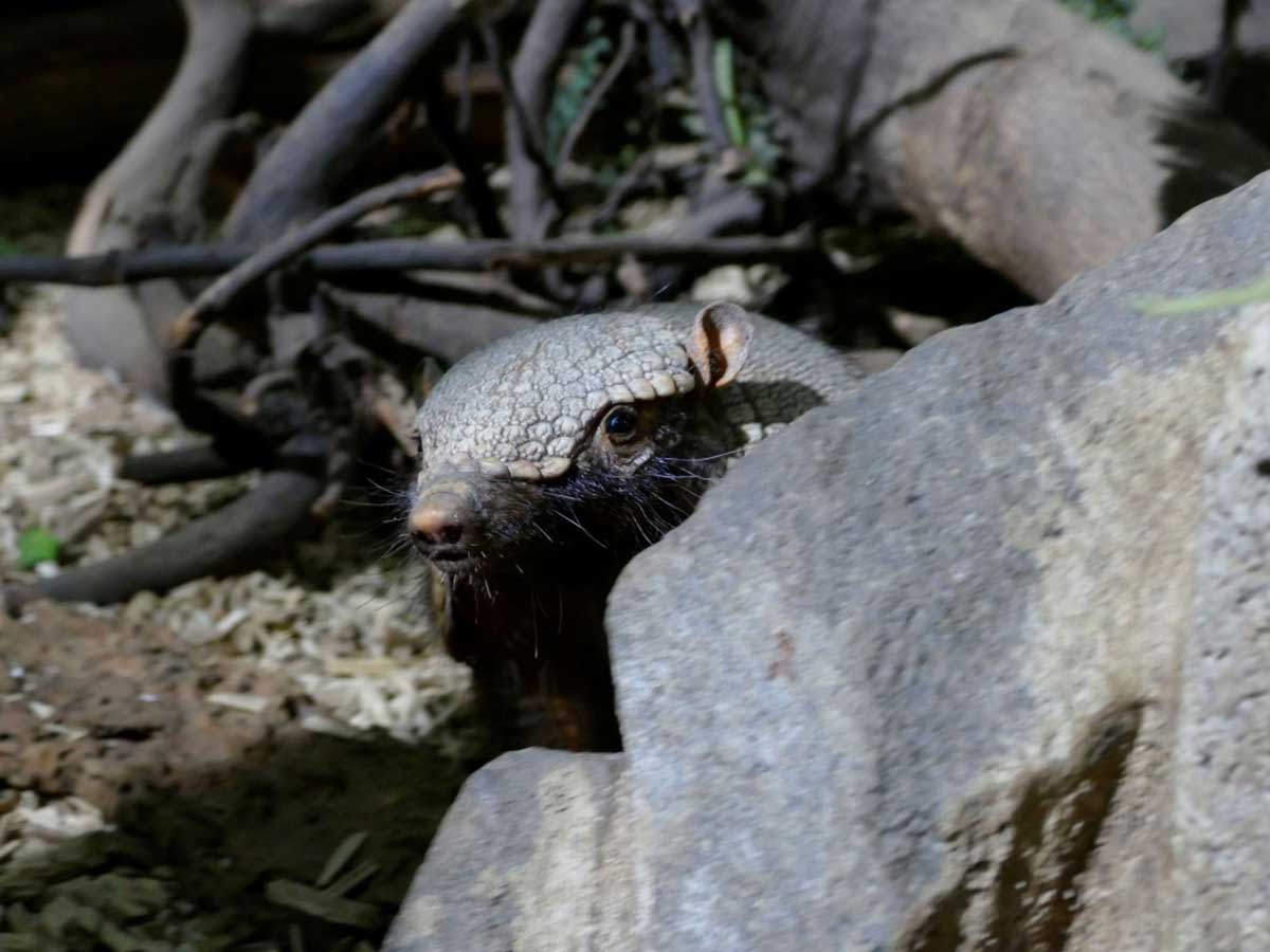 Das muntere und lebhafte Braunborsten-G�rteltier Piet lebt zu Zeit im Nachttierbereich bei den Nachtaffen im Zoo Neuwied. (Foto: Zoo Neuwied)