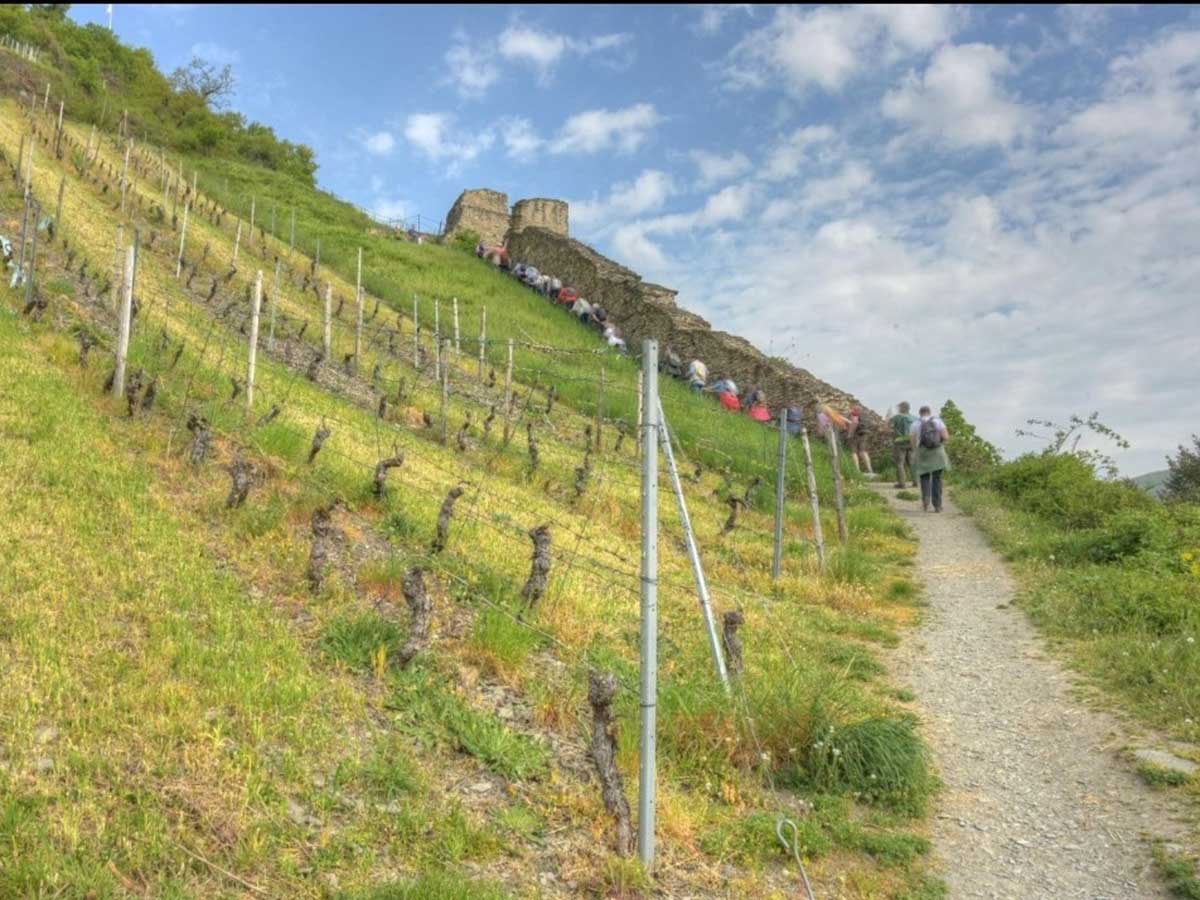 Weinbau im Mittelrheintal (Foto: Thomas F. M�ller)
