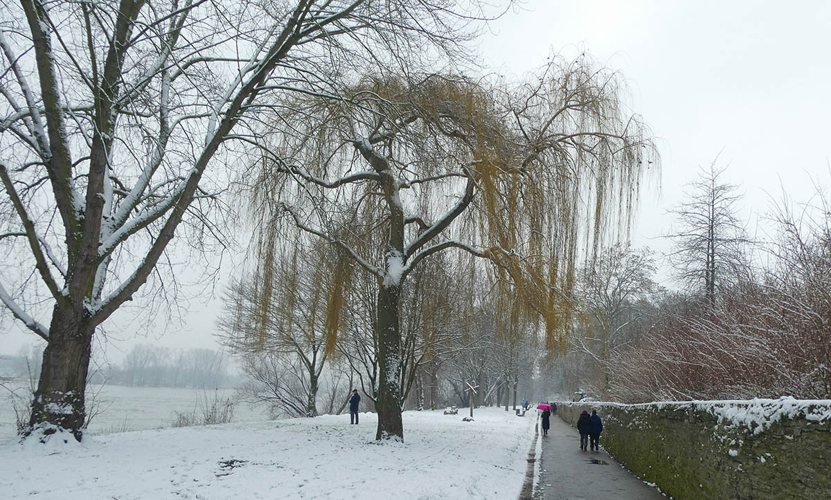 Am Wochenende konnten die Bewohner am Rhein auch einmal seit langem wieder im Schnee spazieren gehen. Fotos: Jürgen Grab