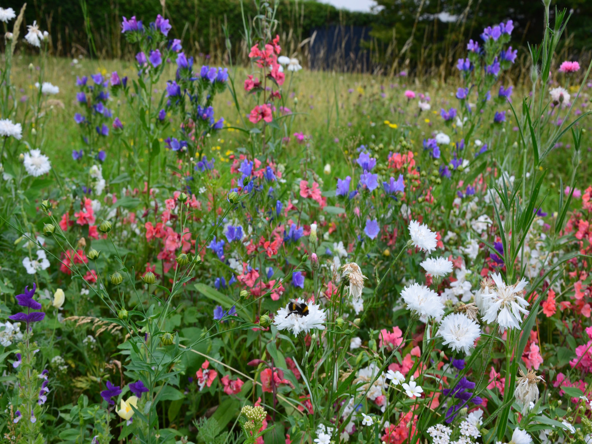 Mit einer "Bienenbeetbox" zum blhenden Garten. (Foto: KV Neuwied)