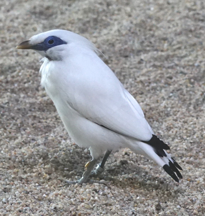 Der Balistar ist ein bedrohter Singvogel aus Sdostasien. Foto: Zoo Neuwied