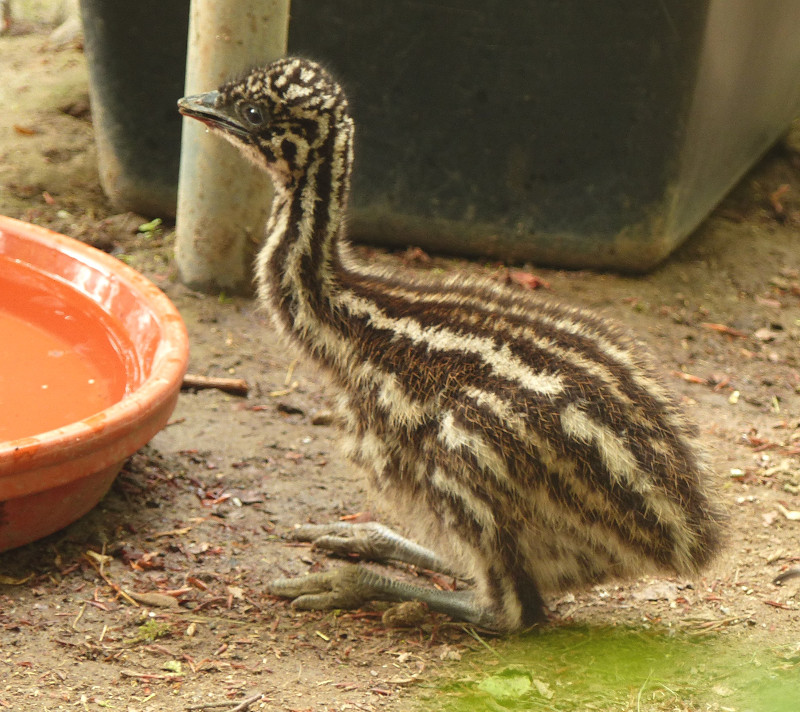 Emukken im Zoo Neuwied