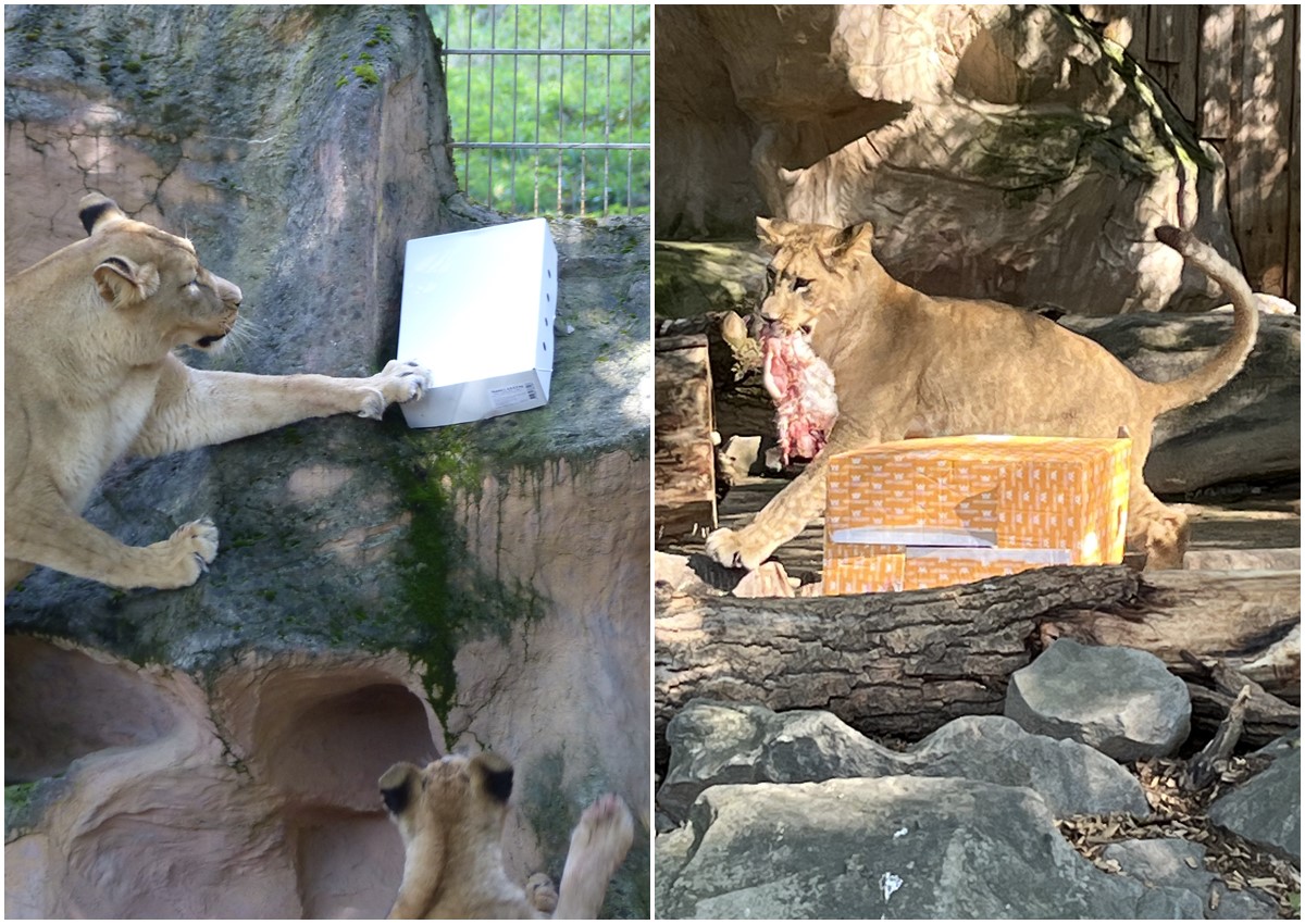 Lwengeburtstag im Zoo Neuwied: Spannung, Spiel und was zum Futtern