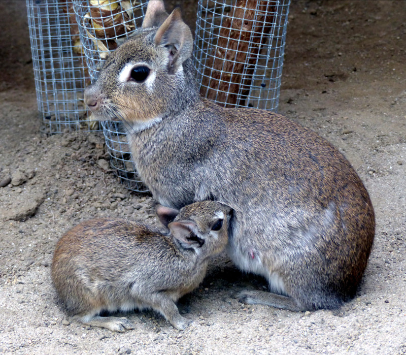 Die Zwergmaras im Neuwieder Zoo haben putzigen Nachwuchs. Foto: Zoo Neuwied