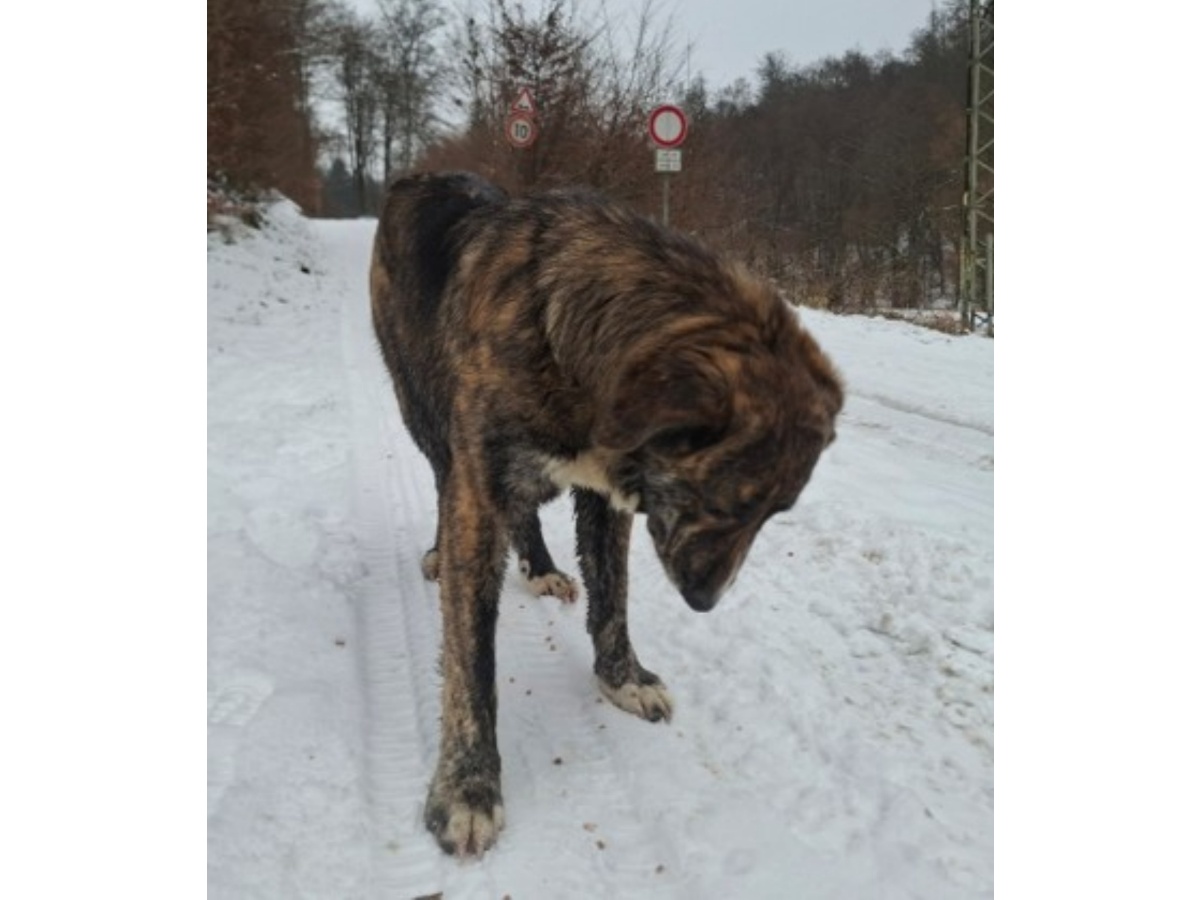 Freilaufender Hund sorgt f�r Aufregung in Rengsdorf