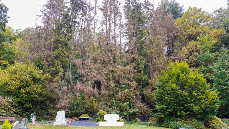 Braun, vertrocknet und vom Borkenkfer befallen. Auf einer Lnge von 200 Metern sind die Nadelbume am Friedhofshang Altwied stark geschdigt und mssen gefllt werden. Foto: SWN
