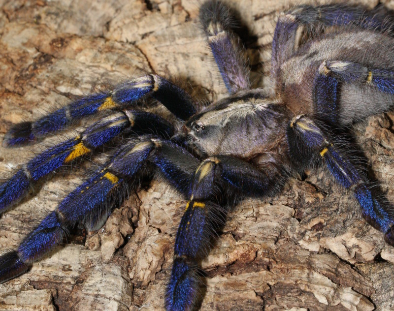 Die Blaue Ornament-Vogelspinne ist vom Aussterben bedroht. Foto: Zoo Neuwied