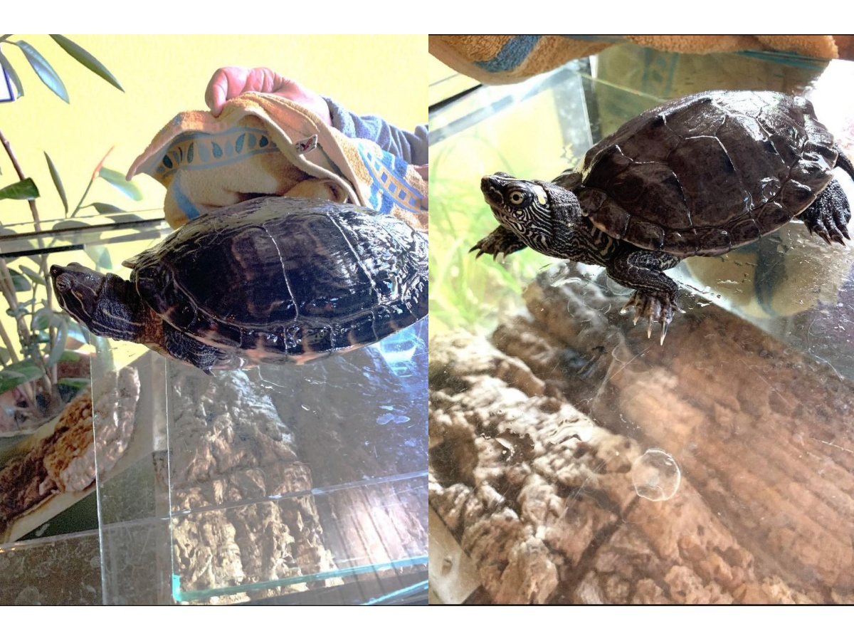 Neues zu Hause fr die Schildkrten Paul und Paula (Foto: Tierschutz Siebengebirge/Andrea Schurig)