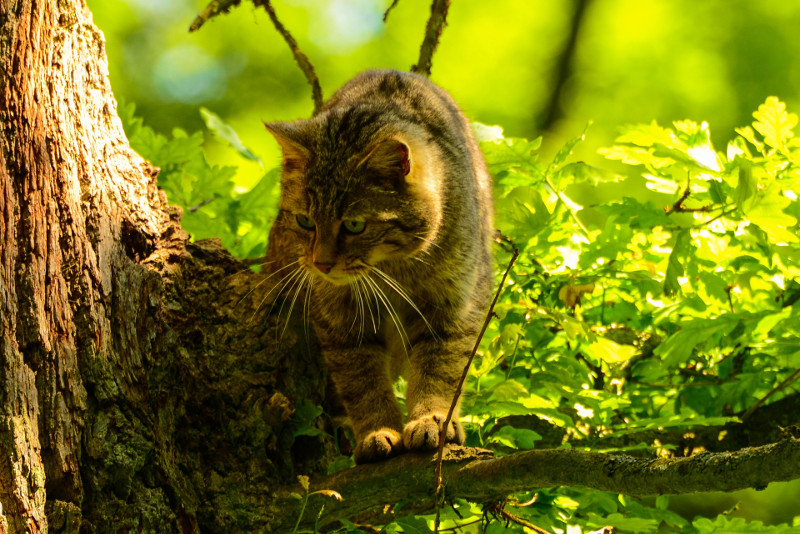 Bis zu 3000 Wildkatzen, so schtzen Experten, leben in Rheinland-Pfalz. Foto: Harry Neumann 