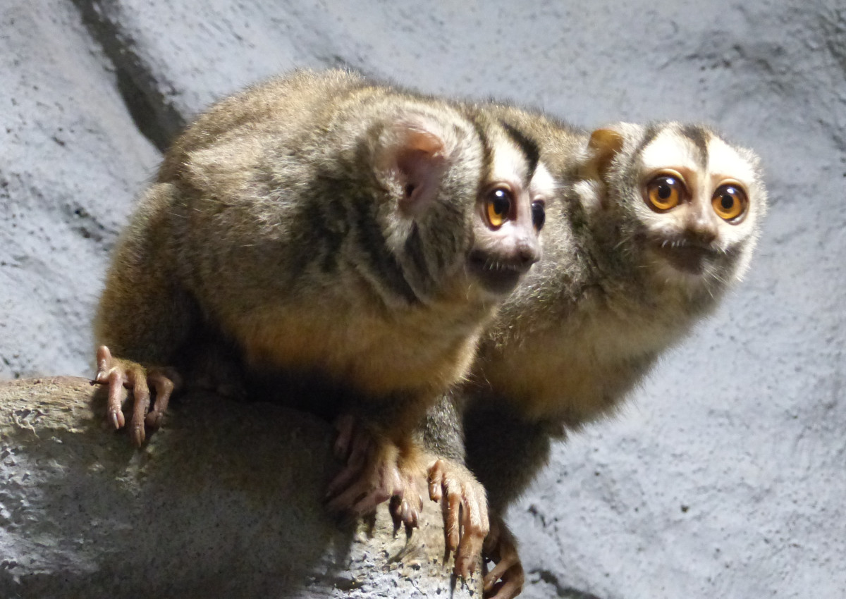 Guten Tag, Herr Nachtaffe! Nachtaffen-Weibchen im Neuwieder Zoo erhlt Partner