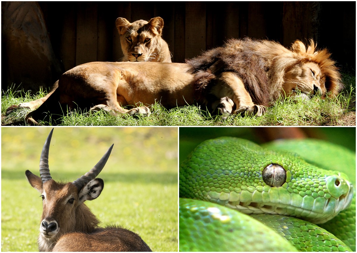 Licht aus, Augen zu? Wie verschiedene Tiere im Zoo Neuwied schlafen