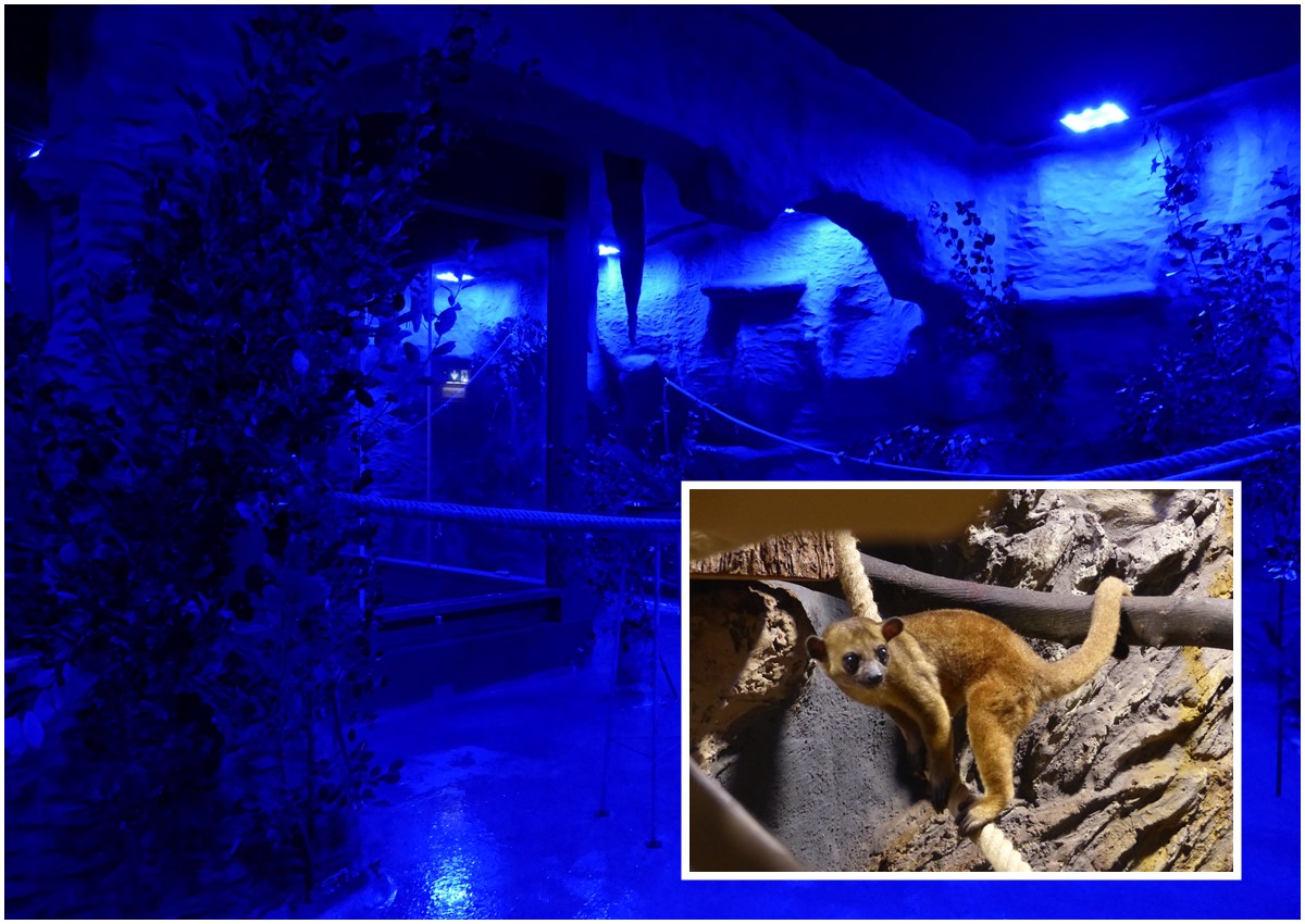 Einfach mal die Nacht zum Tag machen: Im Zoo Neuwied nachtaktive Tiere tagsber erleben
