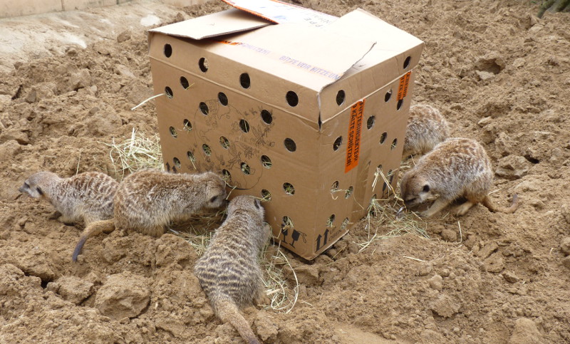 Die Erdmnnchen freuen sich immer ber Bastelarbeiten. Foto: Zoo Neuwied