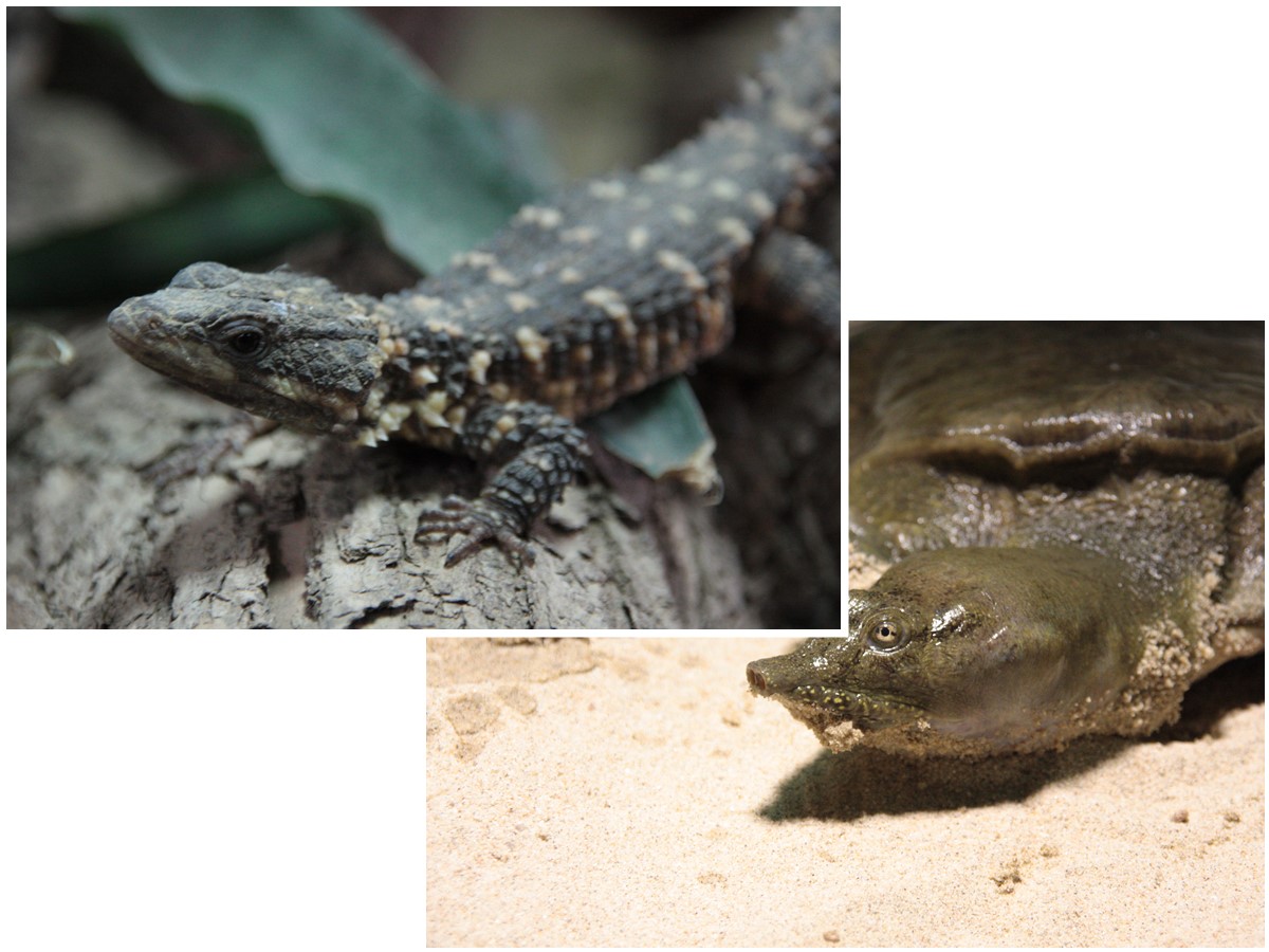 Zoutpansberg-Grtelschweife (oben) und Chinesische Weichschildkrten gehren zu den Bewohnern des Exotariums im Neuwieder Zoo. (Fotos: Thorben Maur)