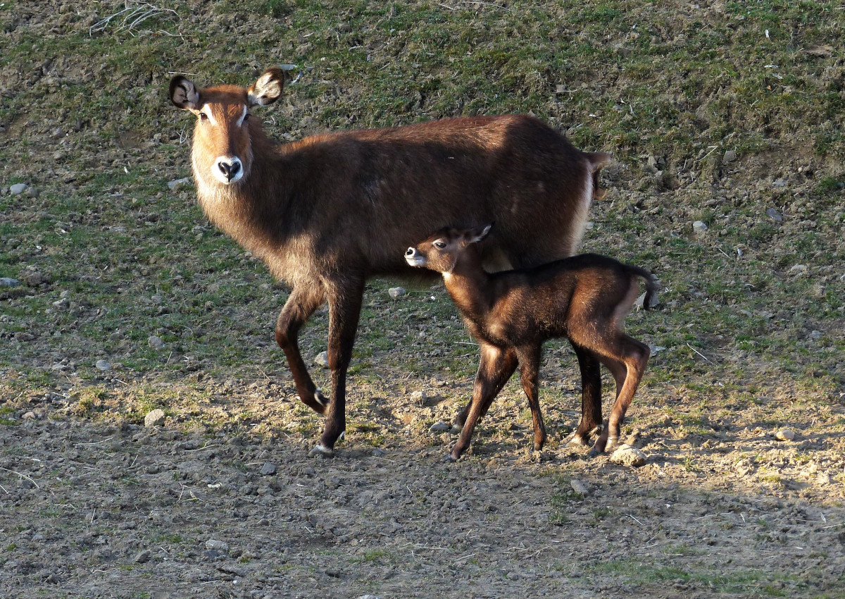 Eine tierisch schne Bescherung im Zoo Neuwied