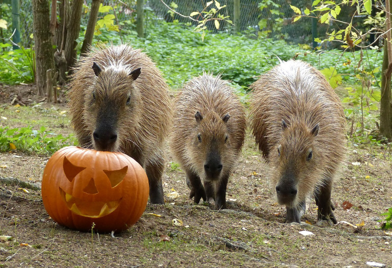 Im Neuwieder Zoo freuen sich nicht nur die Capybaras auf den gruseligen Halloween-Spa. Foto: Zoo Neuwied