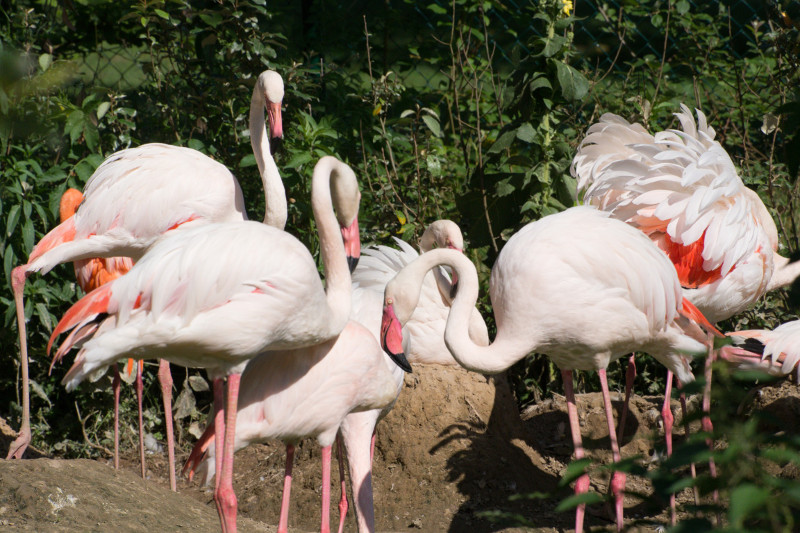 Im Zoo Neuwied leben Rosa Flamingos, eine Art, die in Sdeuropa, Afrika und Asien vorkommt. Foto: Zoo Neuwied