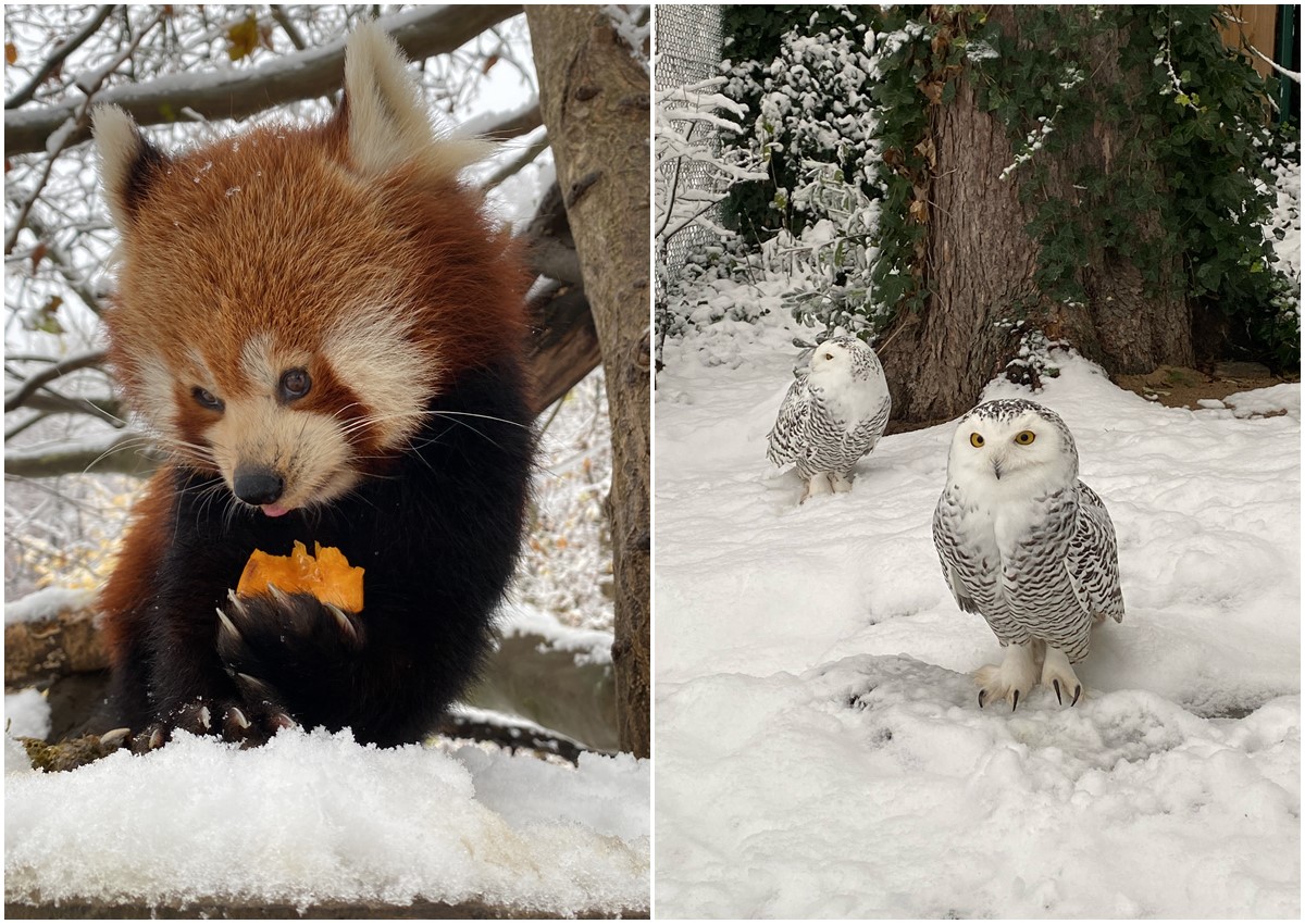 Es weihnachtet sehr im Zoo Neuwied