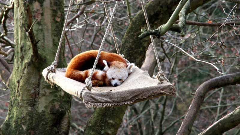 Nicht nur die Katzenbren sind im Winter einen Besuch im Zoo Neuwied wert. Foto: Zoo Neuwied