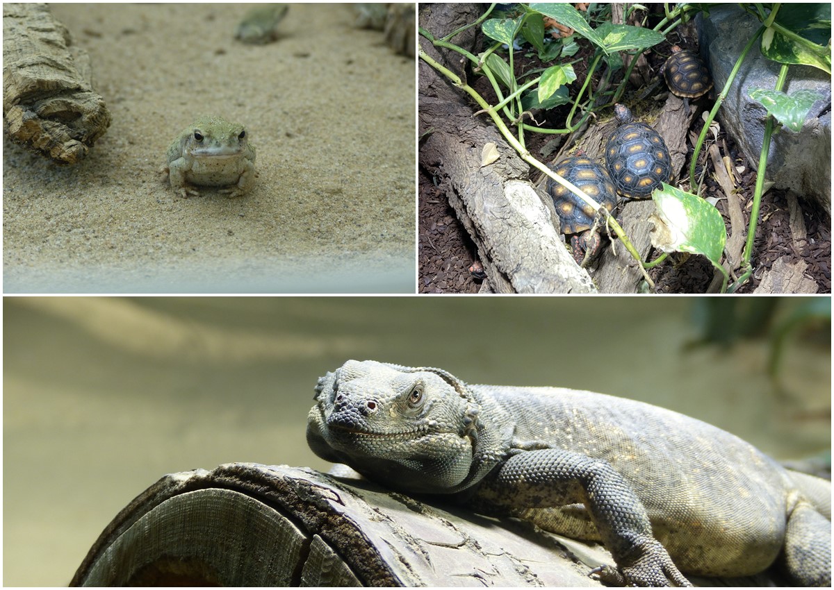 Wenn Exoten umziehen: Umzug mal drei aus dem Zoo Neuwied