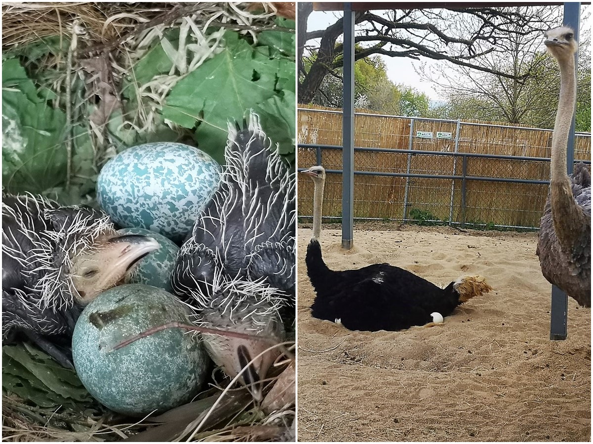 Wenn der Nachwuchs piepst und flattert: Brut- und Schlupfzeit im Zoo Neuwied 