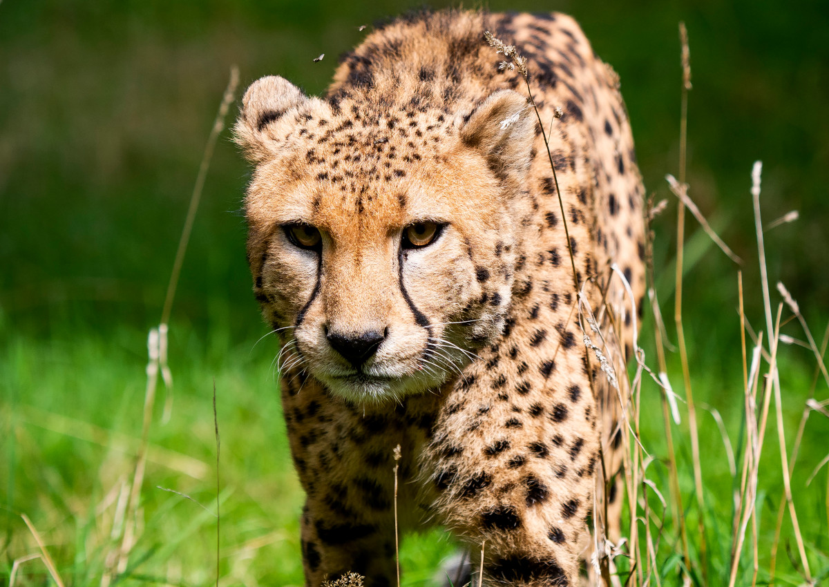 Wahre Liebe unter Mnnern: Geparden-Frust im Zoo Neuwied