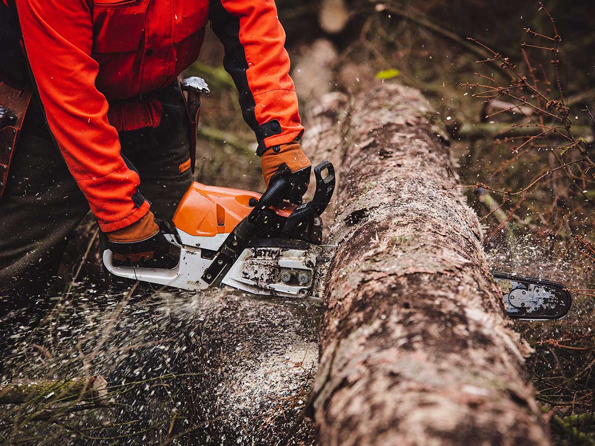 Forstbeschftigte haben mehr zu tun denn je. Sie mssen nicht nur geschdigte Bume fllen und aufarbeiten, sondern auch die klimastabilen Wlder der Zukunft anlegen. (Foto: IG BAU)