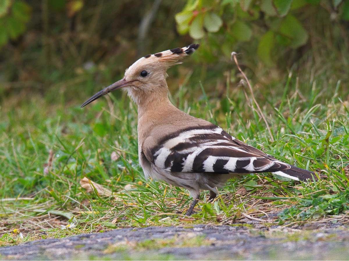 Ein Wiedehopf - Vogel des Jahres 2022. (Foto: Naturschutzgruppe Herschbach)