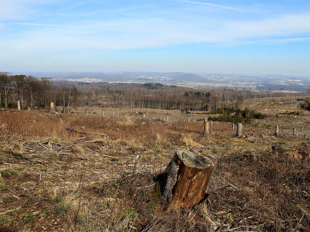 Der kahle Kppel. (Foto: WWV)