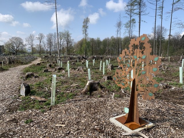 Der Spendenwald in Bad Marienberg wchst. (Foto: Stadt Bad Marienberg)