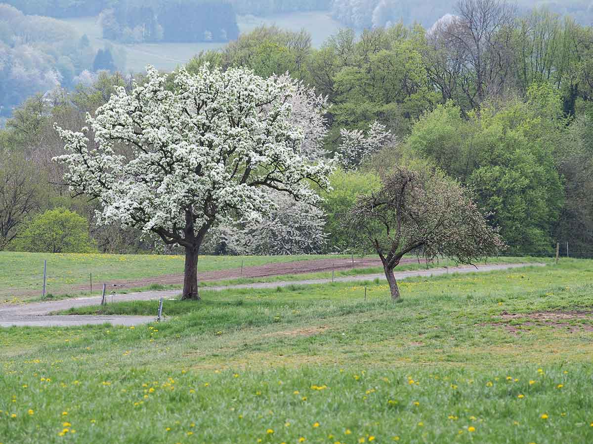 Obstbäume sollten für ein gesundes Wachstum fachgerecht geschnitten werden. (Foto: Tatjana Steindorf)